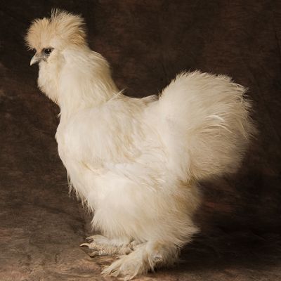 White Frizzle 2