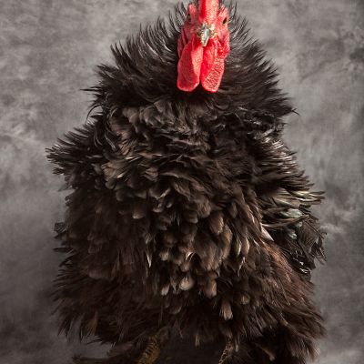 Black Frizzle 1